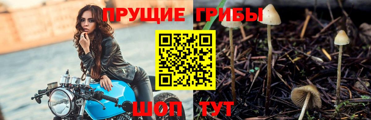 Псилоцибиновые грибы Psilocybe  Вход с VPN  Ивантеевка 